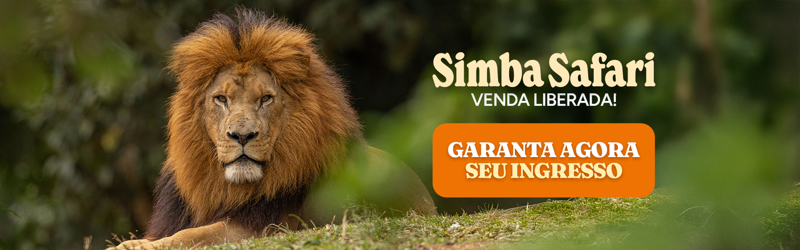 Leão do Simba Safari