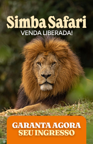 Leão do Simba Safari