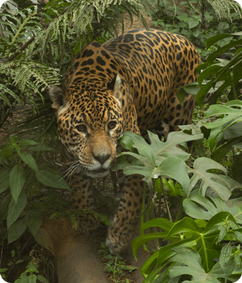 Onça no Simba Safari